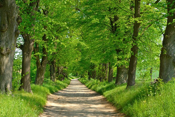 Dirt road through linden avenue in spring