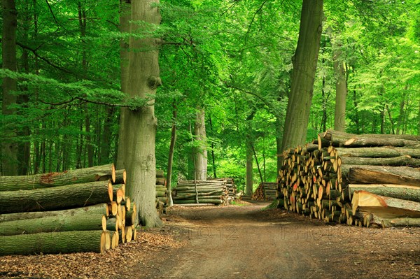 Beech forest with stacked tree trunks on a forest path