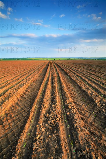 Furrows