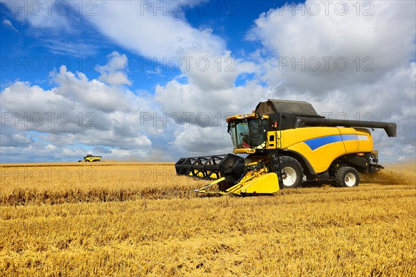 Combine harvester in cornfield harvests Barley (Hordeum vulgare)