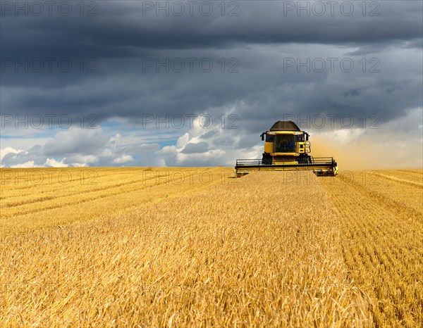 Combine harvester in cornfield harvests Barley (Hordeum vulgare)