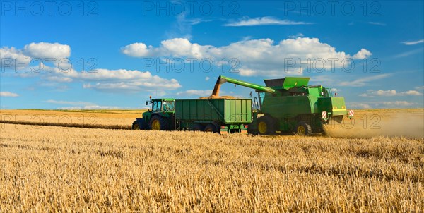 Combine harvester in cornfield harvests Barley (Hordeum vulgare)