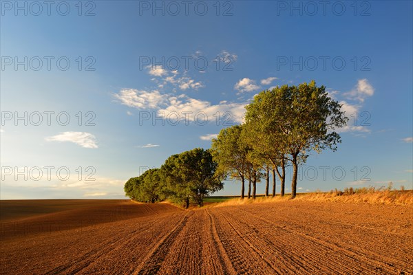 Ploughed and harrowed field