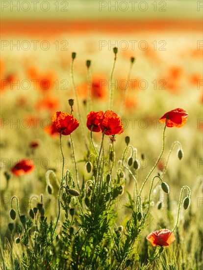 Red Poppy (Papaver) in the barley field