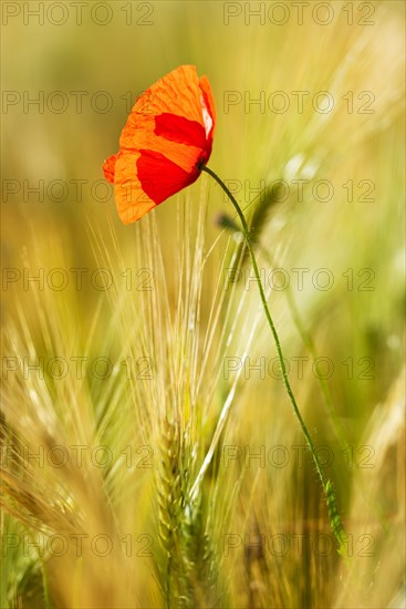 Single red Poppy flower (Papaver) flowers in the barley field