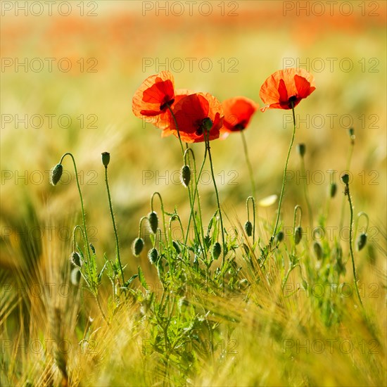 Red Poppy (Papaver) flowers in the barley field