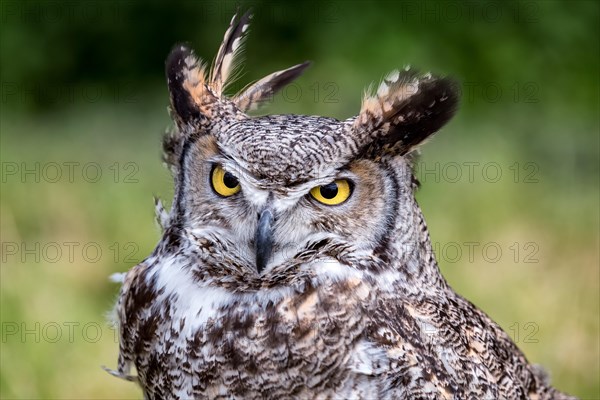 Spotted Eagle-owl (Bubo africanus)
