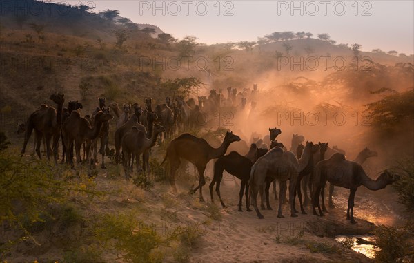 Camels on the way to Pushkar Mela at sunset