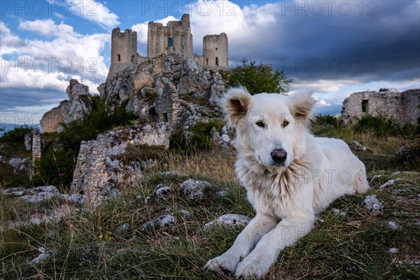 Maremma sheepdog in front of Rocca Calascio