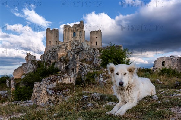 Maremma sheepdog in front of Rocca Calascio