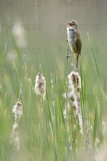 Great Reed Warbler (Acrocephalus arundinaceus)