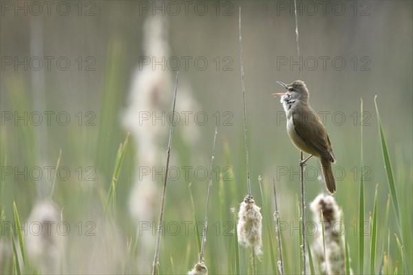 Great Reed Warbler (Acrocephalus arundinaceus)