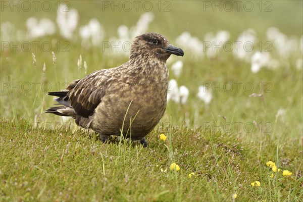 Great skua (Stercorarius skua)