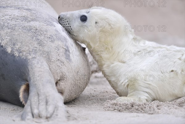 Grey seals (Halichoerus grypus)
