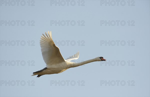 Flying Swan (Cygnus olor)