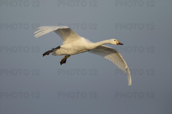 Bewick's swan (Cygnus columbianus bewickii) adult bird in flight