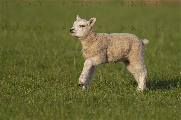 Domestic lamb (Ovis aries) running across a grass field