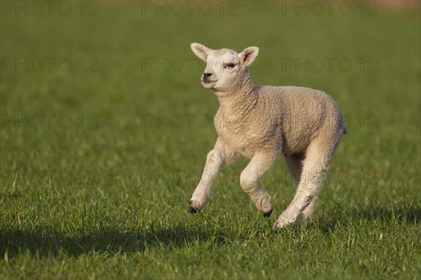 Domestic lamb (Ovis aries) running across a grass field