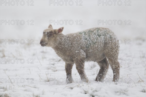 Domestic lamb (Ovis aries) in a snow covered field