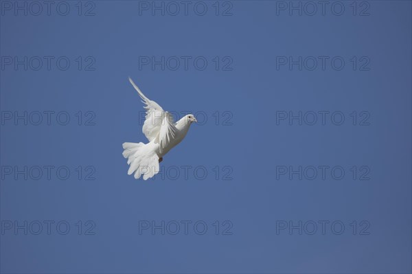White dove (Streptopelia risoria) in flight