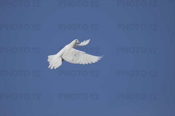 White dove (Streptopelia risoria) in flight