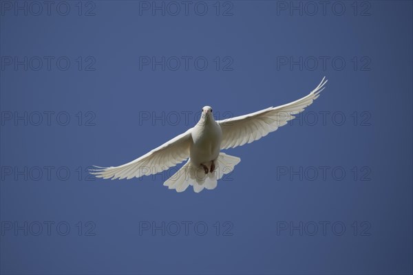 White dove (Streptopelia risoria) in flight