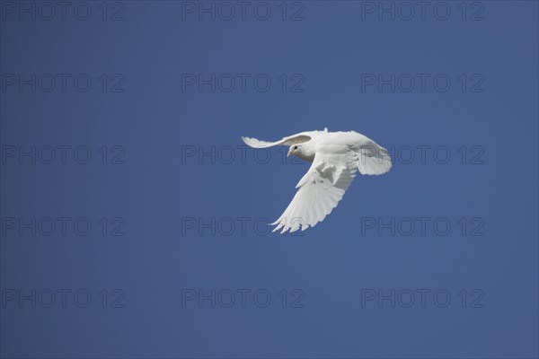 White dove (Streptopelia risoria) in flight