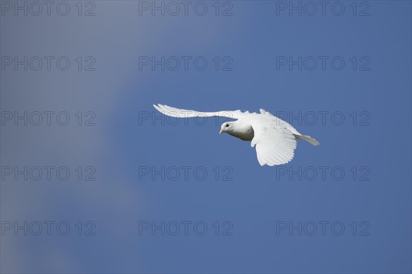 White dove (Streptopelia risoria) in flight