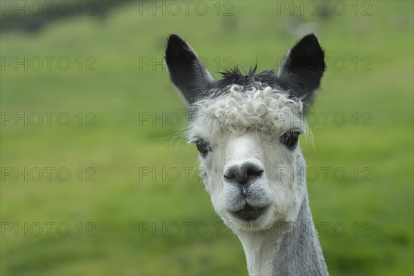 Alpaca (Vicugna pacos)