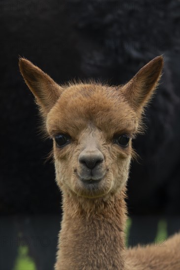 Alpaca (Vicugna pacos)