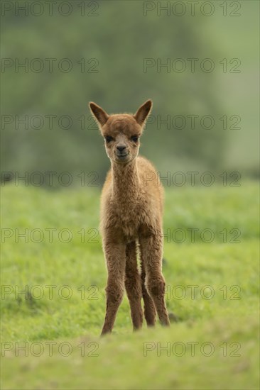 Alpaca (Vicugna pacos)