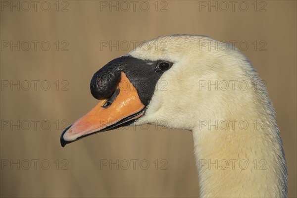 Mute swan (Cygnus olor)