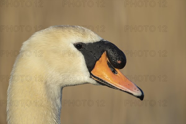 Mute swan (Cygnus olor)