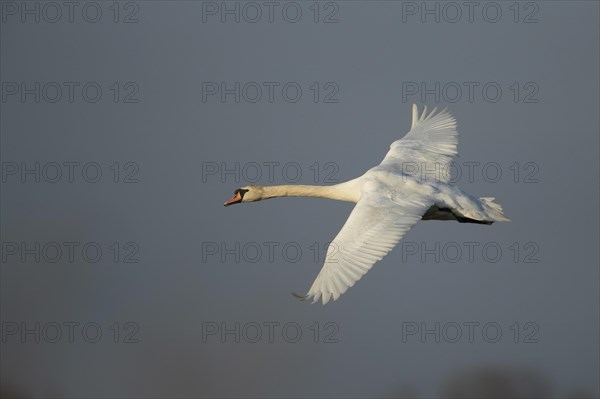 Mute swan (Cygnus olor)