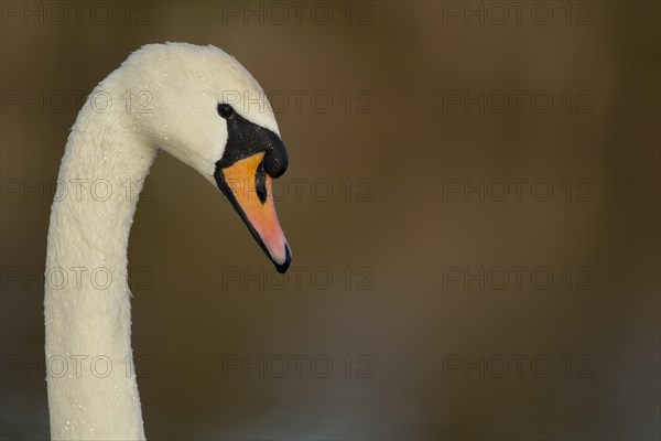 Mute swan (Cygnus olor)