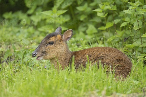 Reeves's muntjac (Muntiacus reevesi)