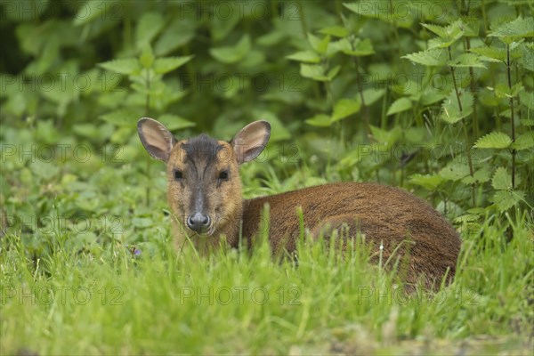 Reeves's muntjac (Muntiacus reevesi)