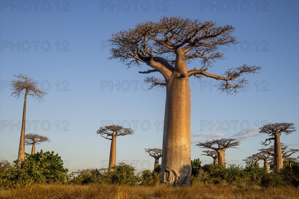 Grandidier's Baobabs (Adansonia grandidieri)