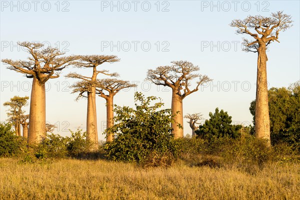 Grandidier's Baobabs (Adansonia grandidieri)