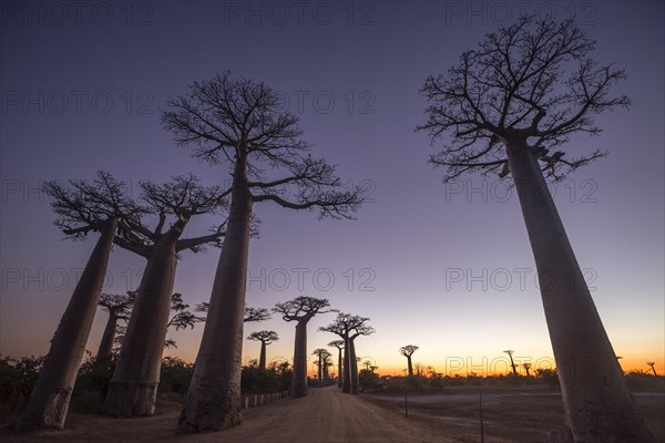 Grandidier's Baobabs (Adansonia grandidieri)