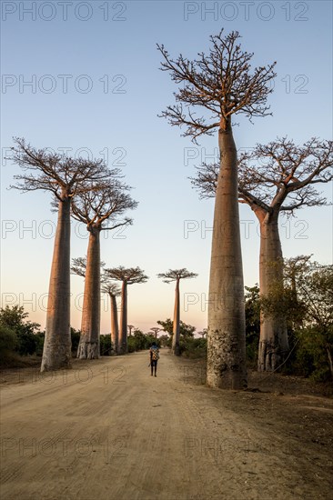 Grandidier's Baobabs (Adansonia grandidieri)