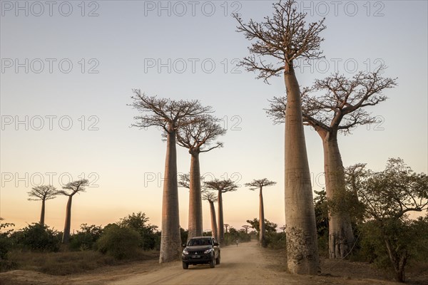 Grandidier's Baobabs (Adansonia grandidieri)