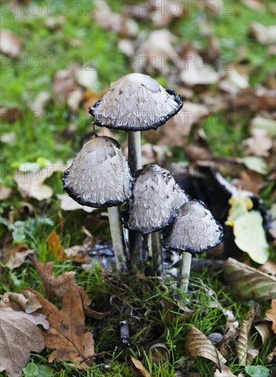 Shaggy ink cap