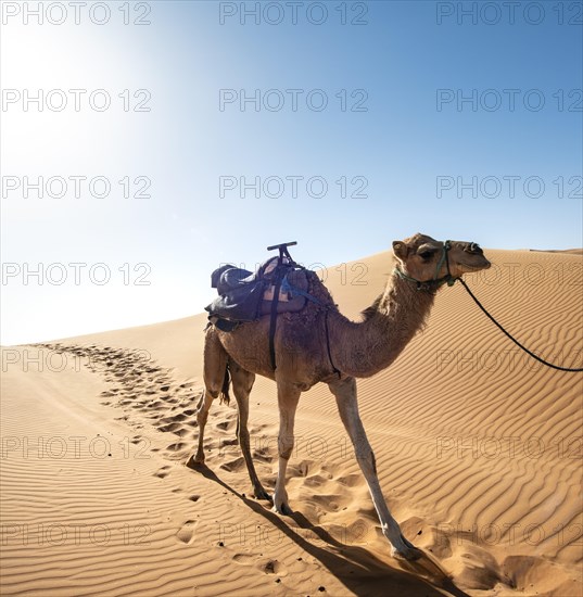 Dromedary (Camelus dromedarius)