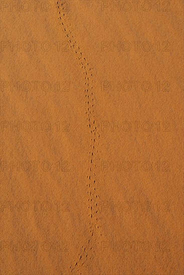 Trace of a beetle in red sand