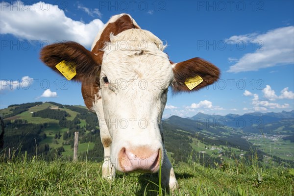 Young calf (Bos primigenius taurus) on a mountain pasture