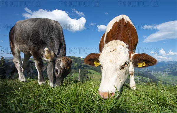 Young calves (Bos primigenius taurus) graze on a meadow