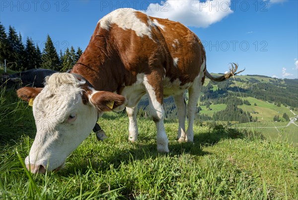 Young calf (Bos primigenius taurus) grazes on a meadow