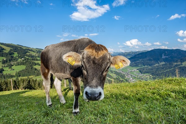 Young calf (Bos primigenius taurus) on a mountain pasture