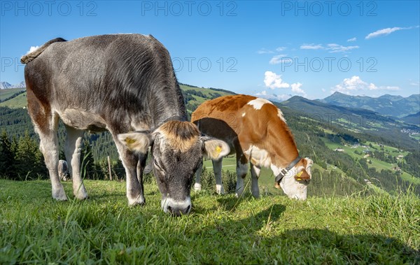 Young calves (Bos primigenius taurus) graze on a meadow